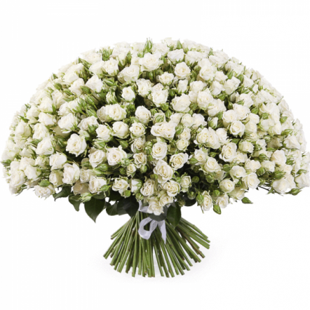 Whisper of Elegance: 100 White Spray Roses