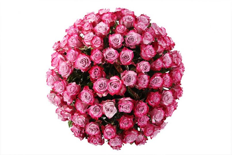 Blushing Lavender: 100 Roses - Image 2