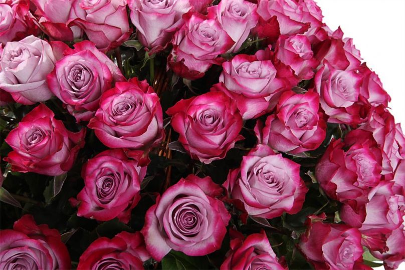 Blushing Lavender: 100 Roses - Image 3