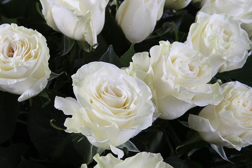 Pure Serenity: 100 White Roses in a Basket - Image 3
