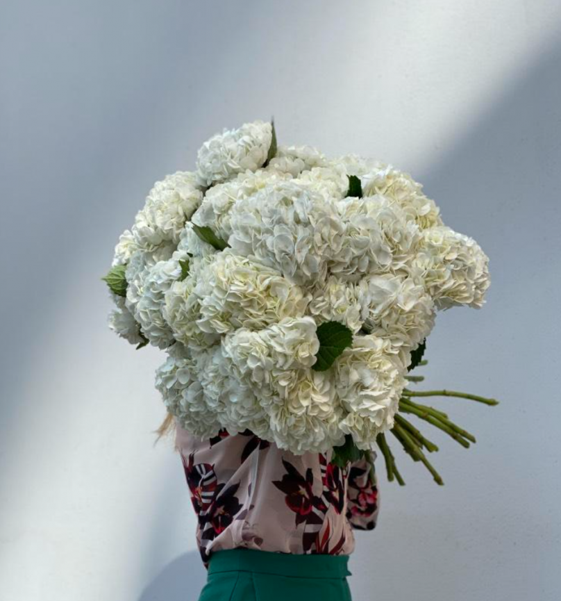 White Cloud: 30 White Hydrangeas - Image 2
