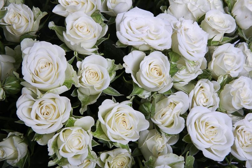 Floral Majesty: 100 White Spray Roses in a Basket - Image 3