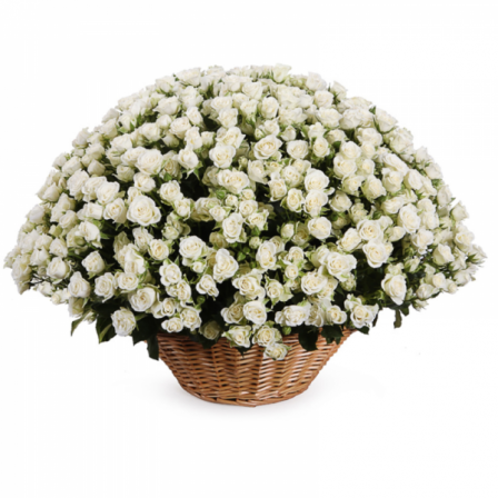 Floral Majesty: 100 White Spray Roses in a Basket
