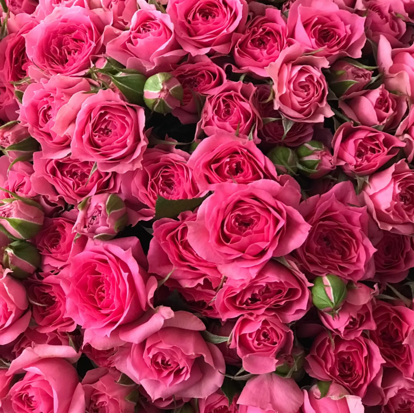 Rose Velvet: 100 Hot Pink Garden Spray Roses - Image 2