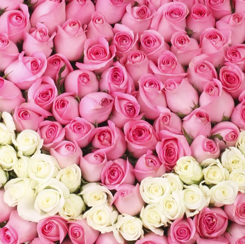 Heart of Roses: 500 Pink Roses and White Roses - Image 4