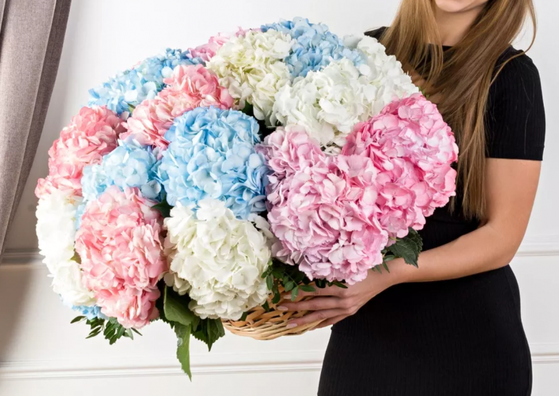 Elegant Harmony: 25 Hydrangeas in a Basket - Image 3