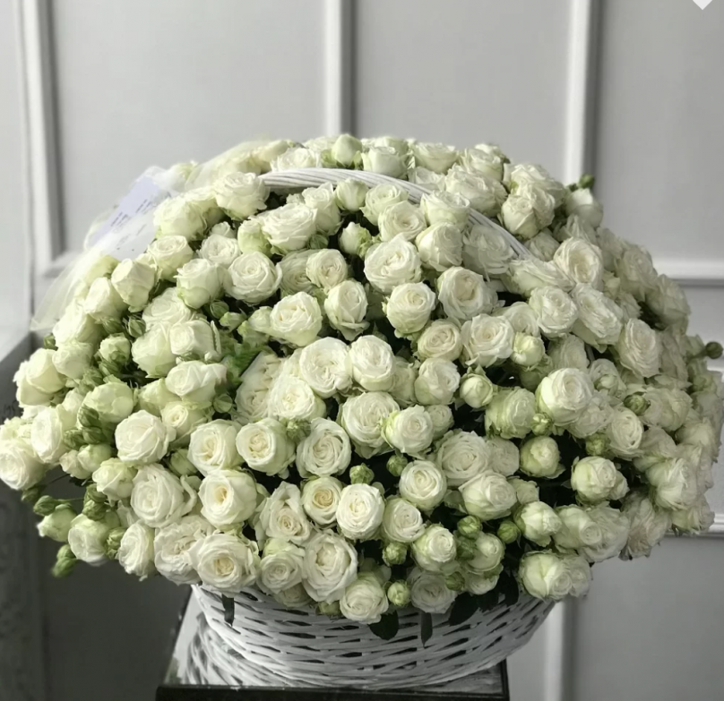 Soft Embrace: 100 White Garden Spray Roses