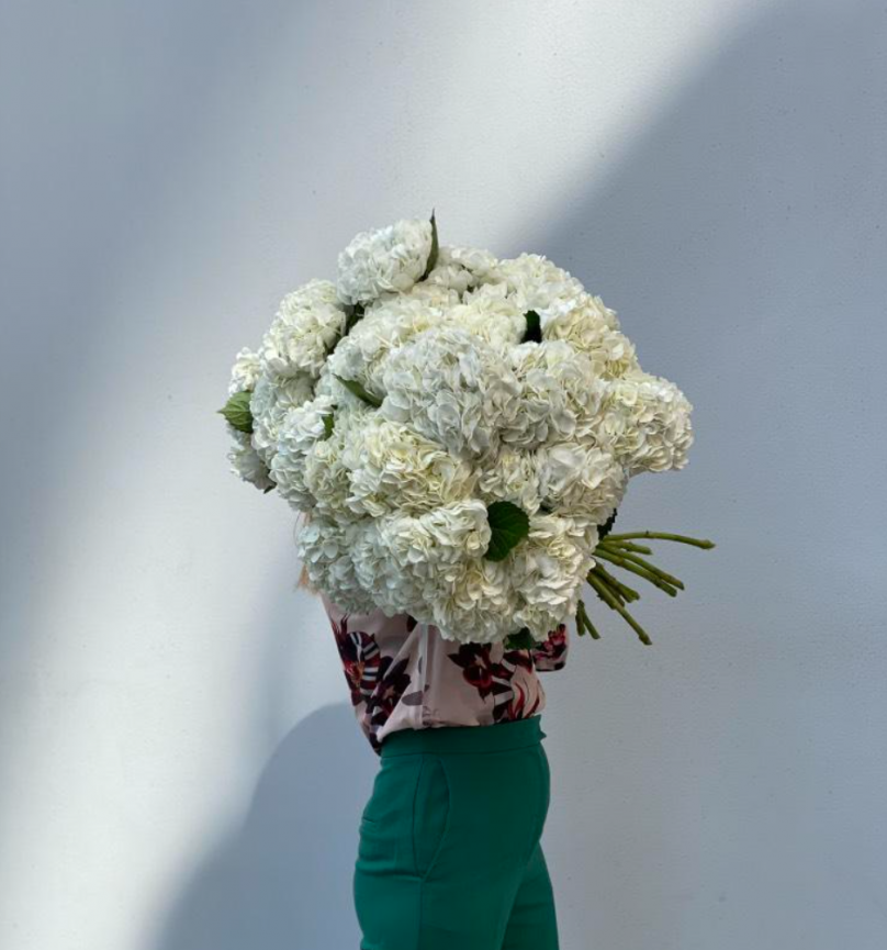 White Cloud: 30 White Hydrangeas - Image 3