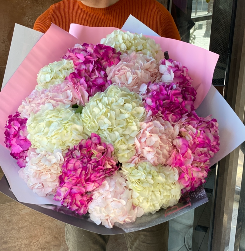 Blushing Harmony: 25 Hydrangeas