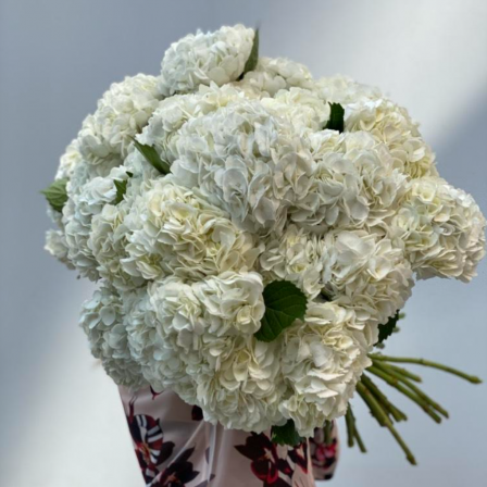 White Cloud: 30 White Hydrangeas