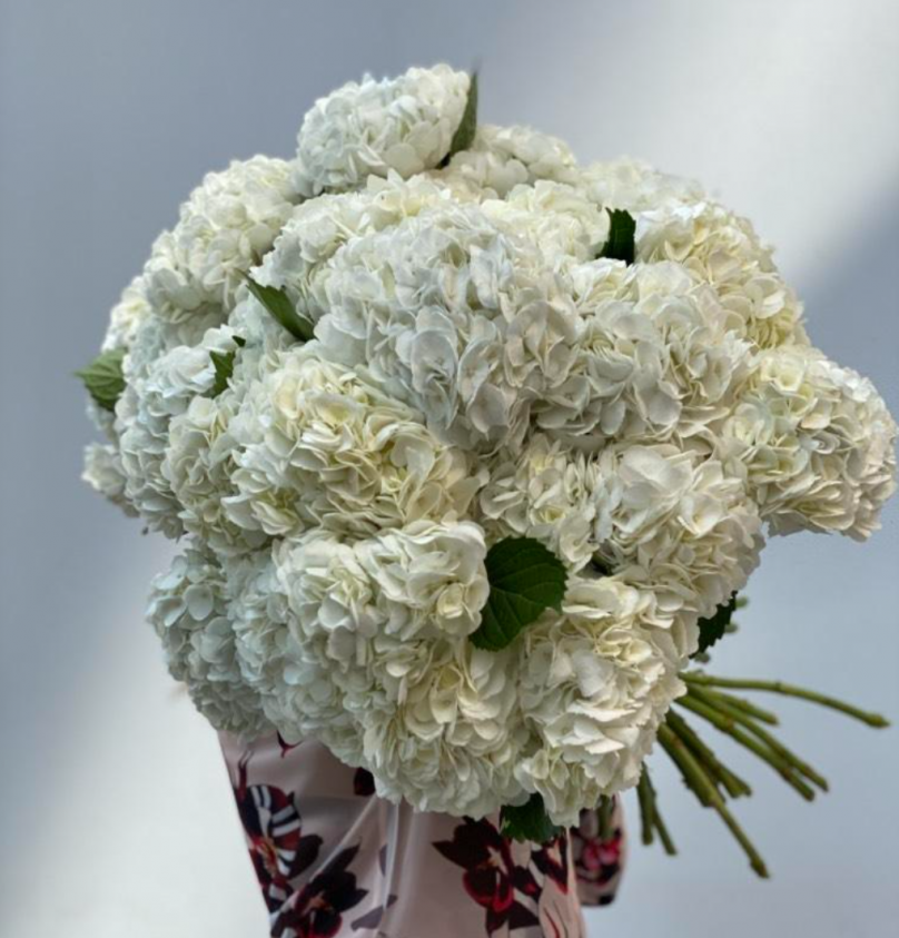 White Cloud: 30 White Hydrangeas