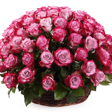 Blushing Lavender: 100 Roses