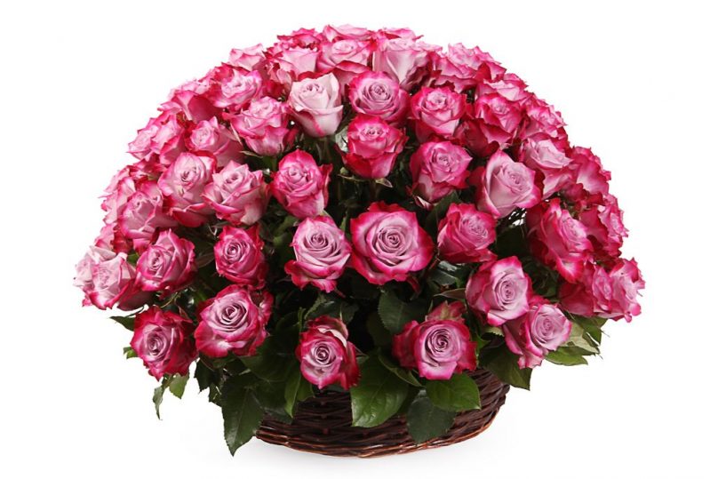 Blushing Lavender: 100 Roses