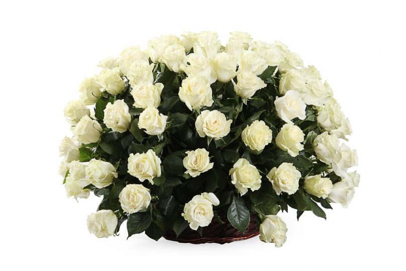 Pure Serenity: 100 White Roses in a Basket