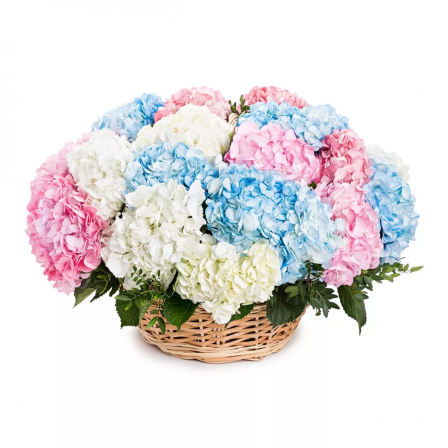 Elegant Harmony: 25 Hydrangeas in a Basket