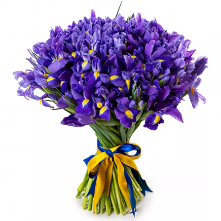 Majestic Dawn: 25/55/75/100/200 Irises