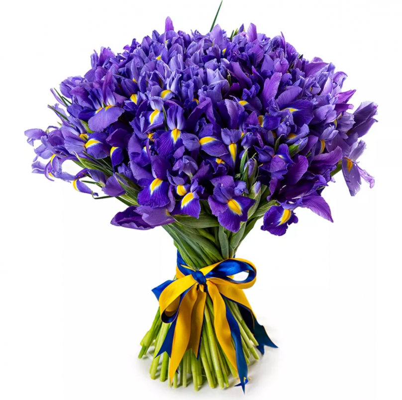 Majestic Dawn: 25/55/75/100/200 Irises