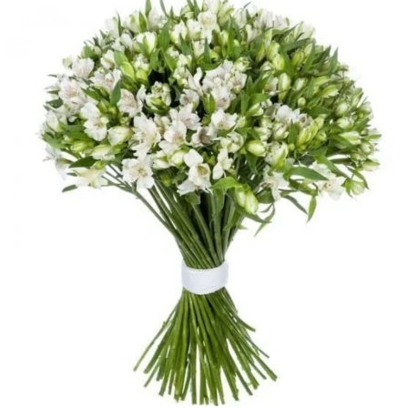 Snowy Embrace: 50 White Alstroemerias