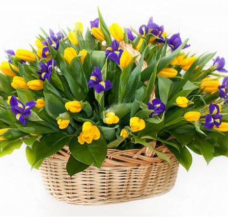 Spring Charm: Mixed Blooms Box (80 Tulips and 40 Irises)