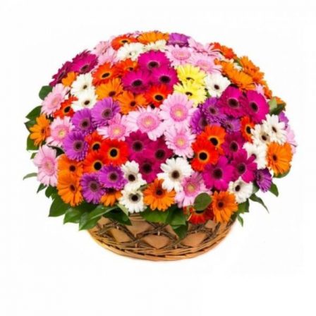 100 Mixed Gerberas in a Basket