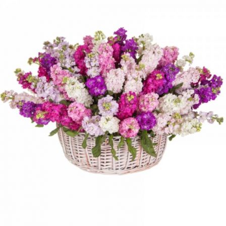 Lush Bouquet of Dawn: 50 Stocks in the Basket