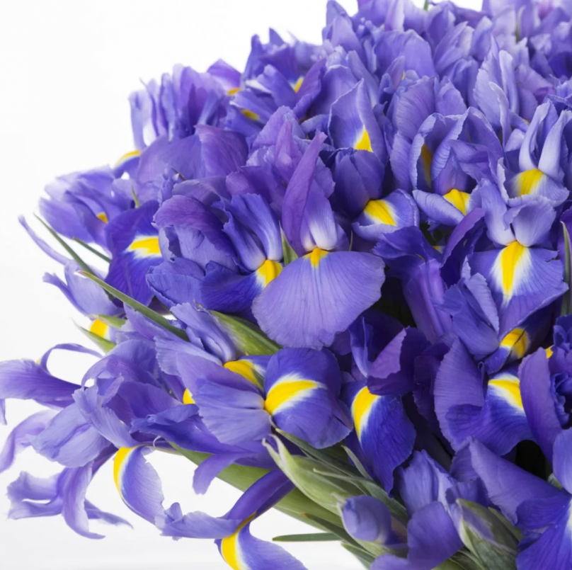 Majestic Dawn: 25/55/75/100/200 Irises - Image 2