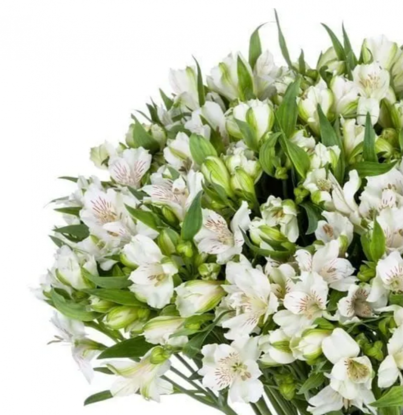 Snowy Embrace: 50 White Alstroemerias - Image 2