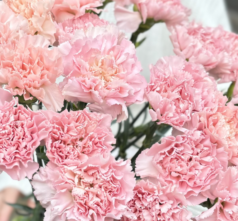 Petal Poetry: 20 Pink Carnations - Image 4