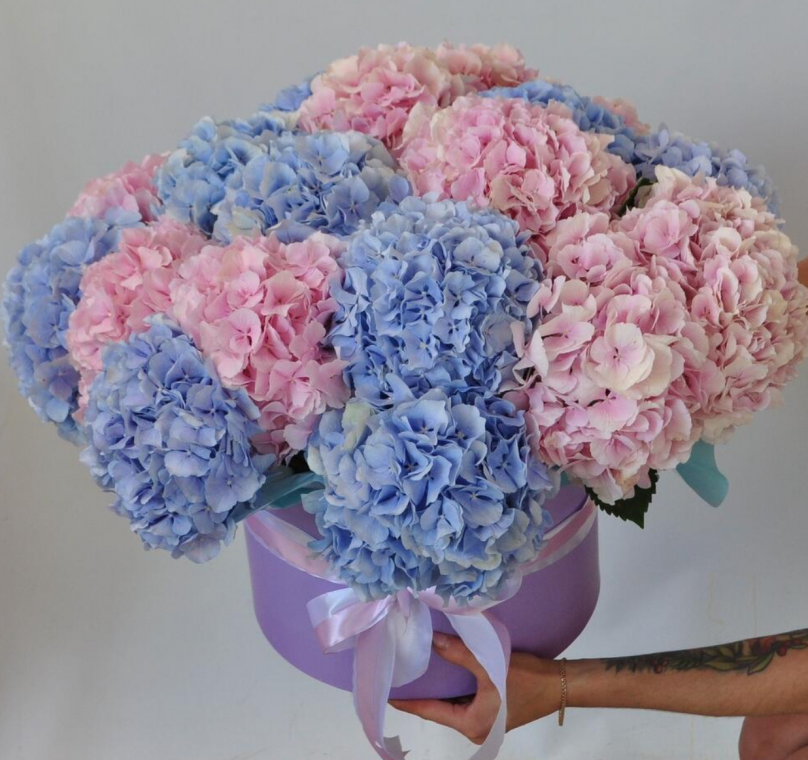 Harmony in Bloom: 20 Hydrangeas (Pink and Blue)