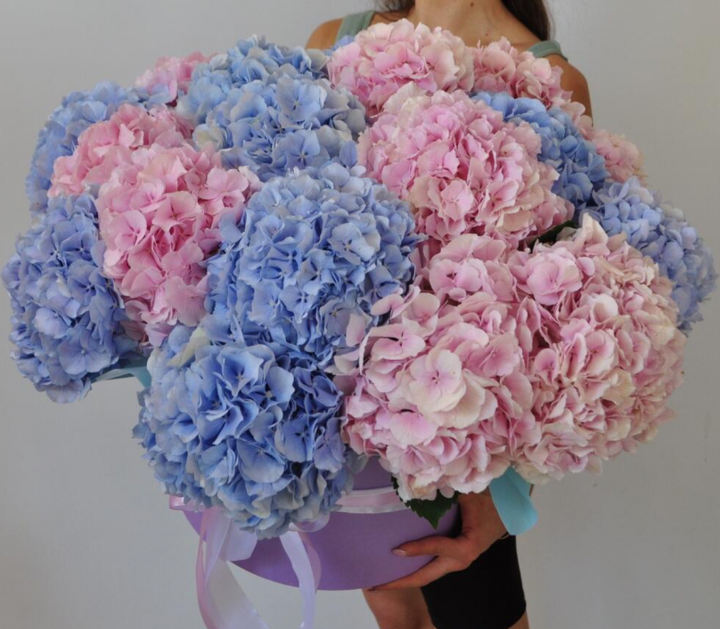 Harmony in Bloom: 20 Hydrangeas (Pink and Blue) - Image 3