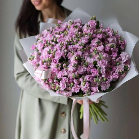 Dreamy Mist: Stocks with a Delicate Fragrance Choose from 30 to 700