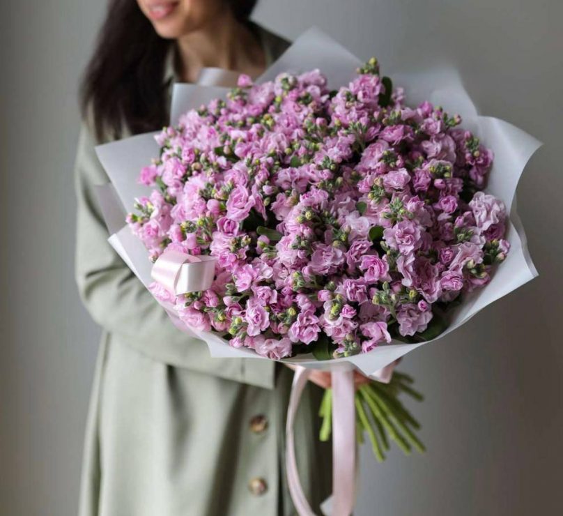 Dreamy Mist: Stocks with a Delicate Fragrance Choose from 30 to 700