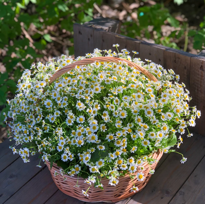 Herbal Glow: Feverfew in a Basket
