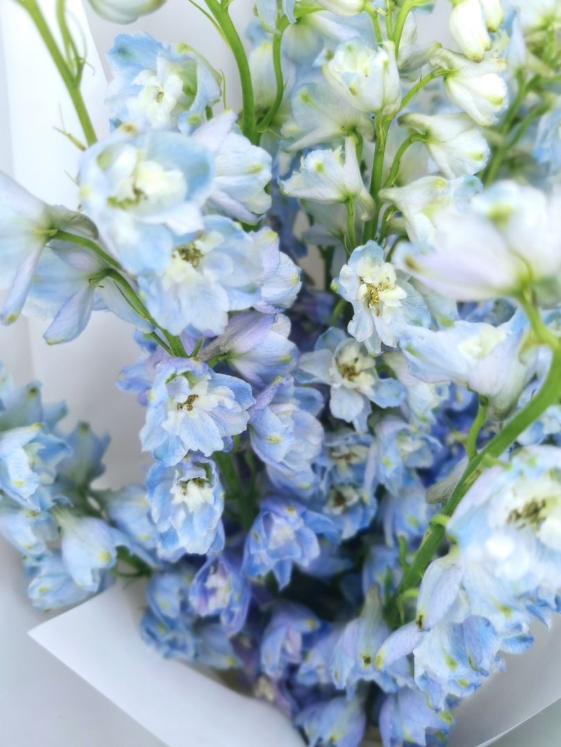 Blue Lagoon: 10 Blue Delphiniums - Image 2