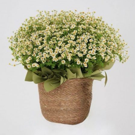 Basket Flowers Collection