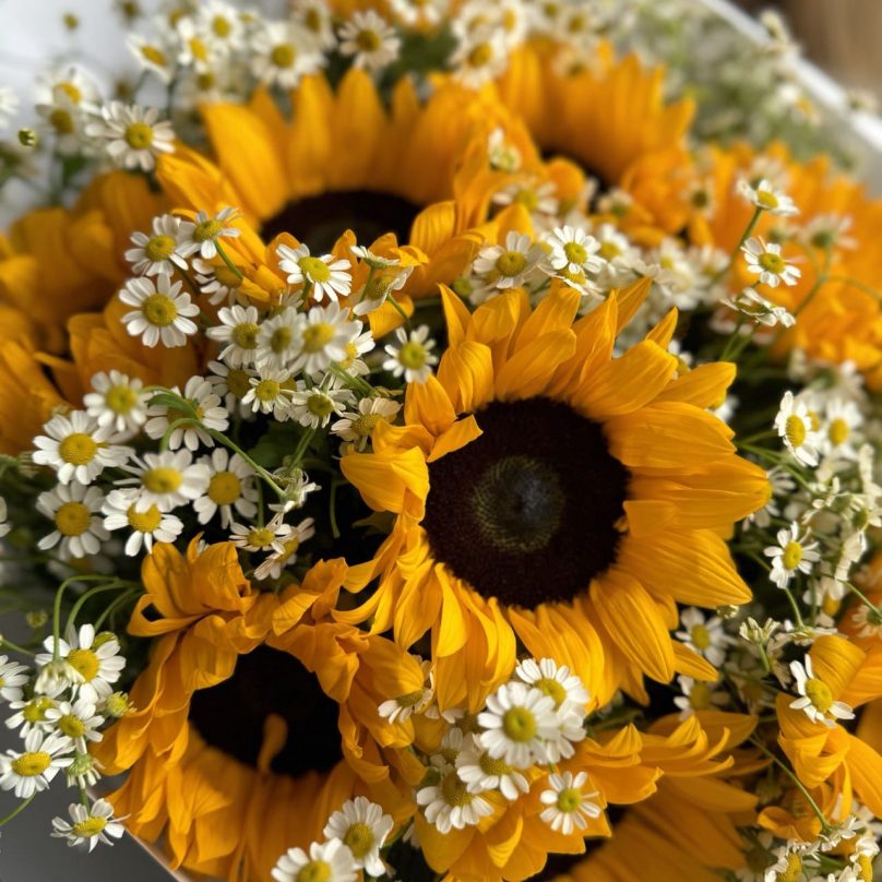 Summer Muse: 10 Sunflowers and Feverfew - Image 3