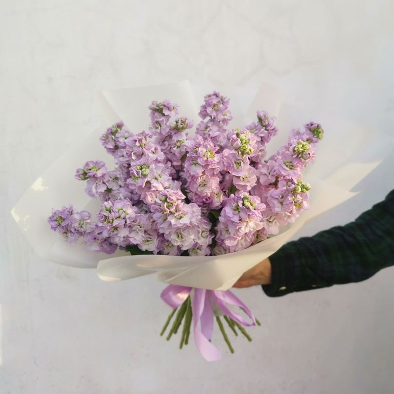 Dreamy Mist: Stocks with a Delicate Fragrance Choose from 30 to 700 - Image 8