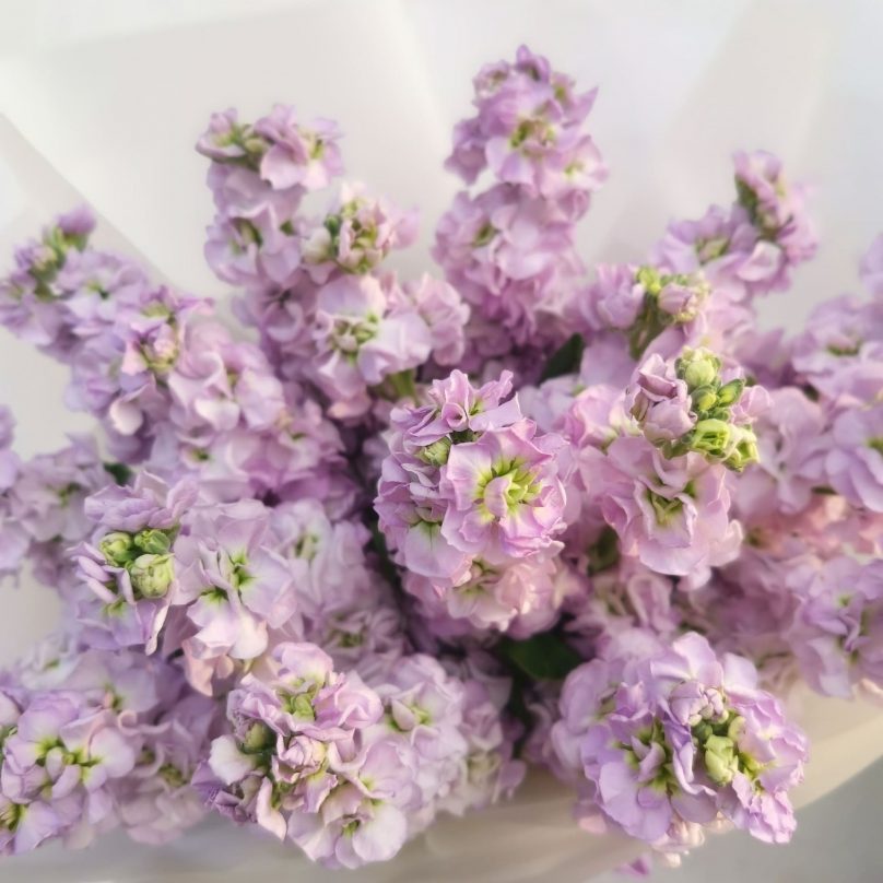 Dreamy Mist: Stocks with a Delicate Fragrance Choose from 30 to 700 - Image 9